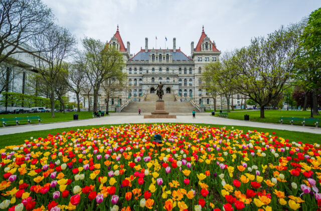 Tulips And The New York State Capitol, In Albany, New York.